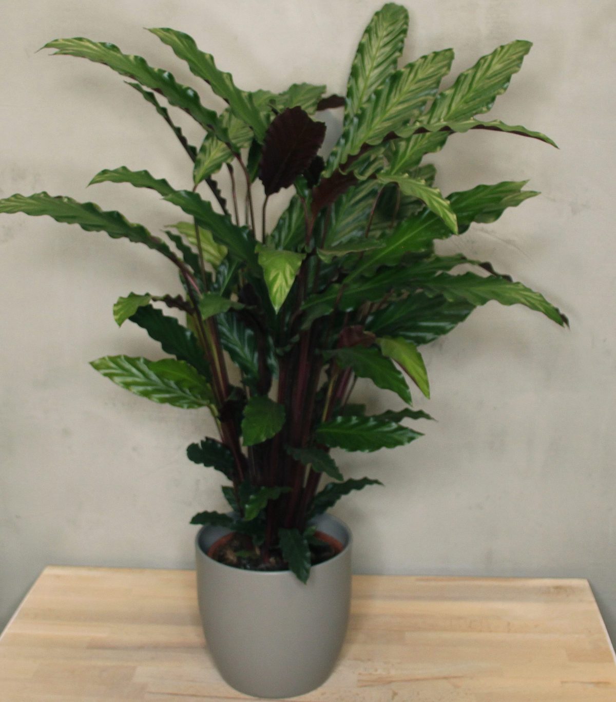 Calathea Rufibarba Wavestar Blumen Weyer