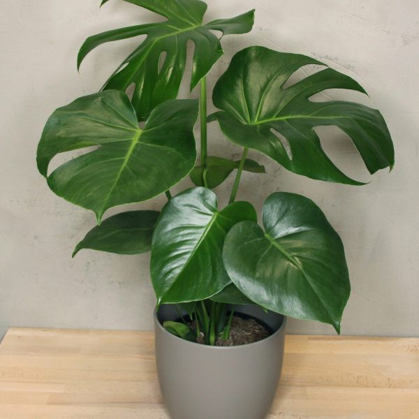 fertilizer for monstera plant Monstera Plant Food – Enriched, Bioavailable Liquid Fertilizer main image 1