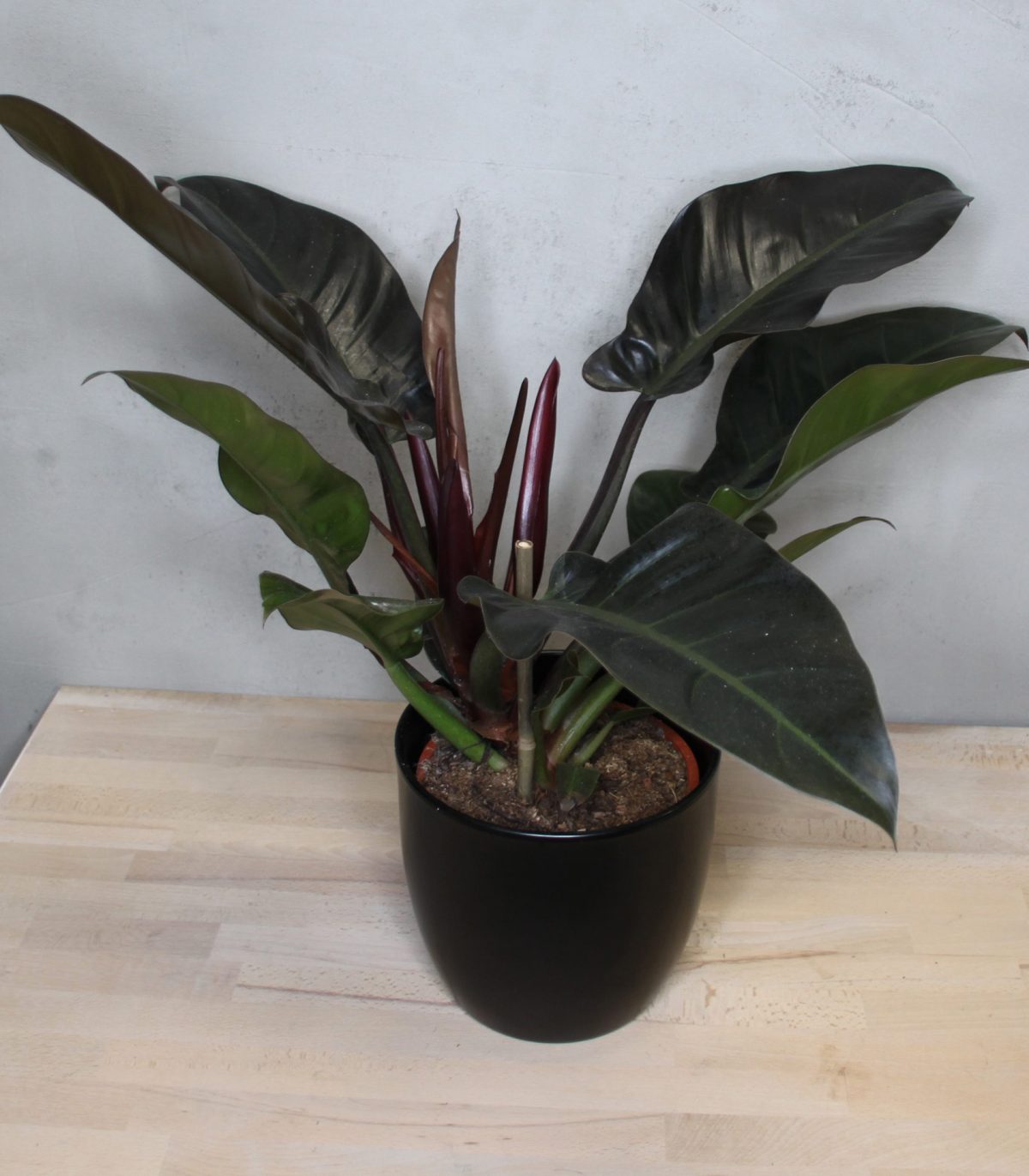 Philodendron Imperial Red Blumen Weyer