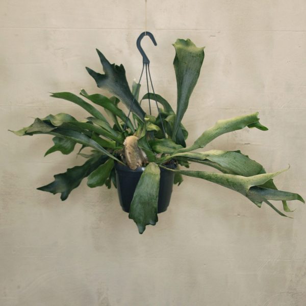 Calathea Rufibarba Wavestar - Blumen Weyer