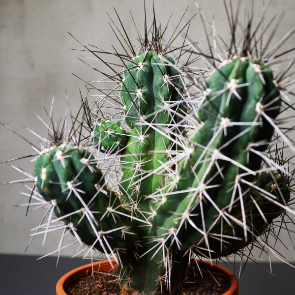 gymnocalycium dubniorum Gymnocalycium dubniorum  Serres Lavoie