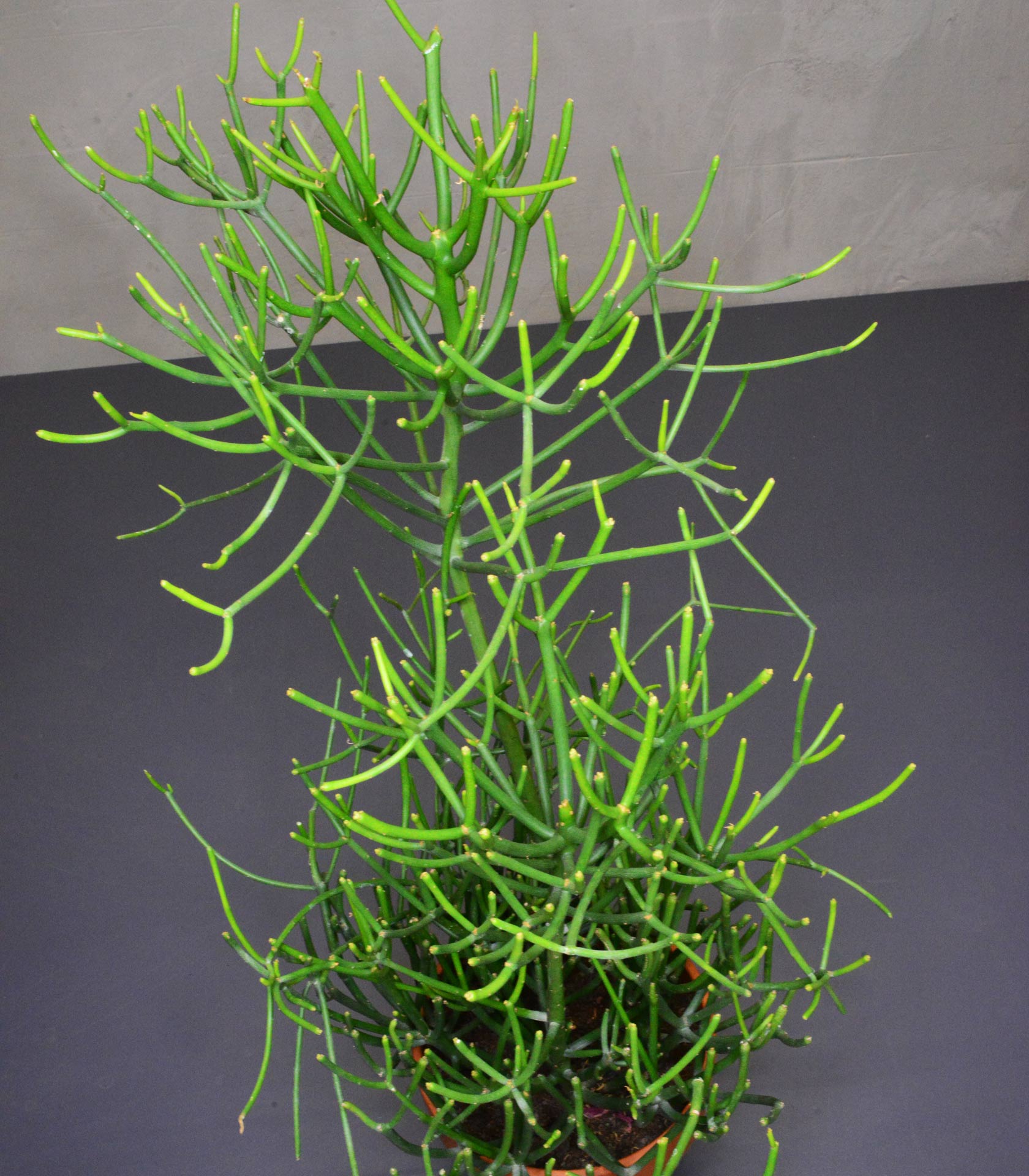 Euphorbia tirucalli   Blumen Weyer