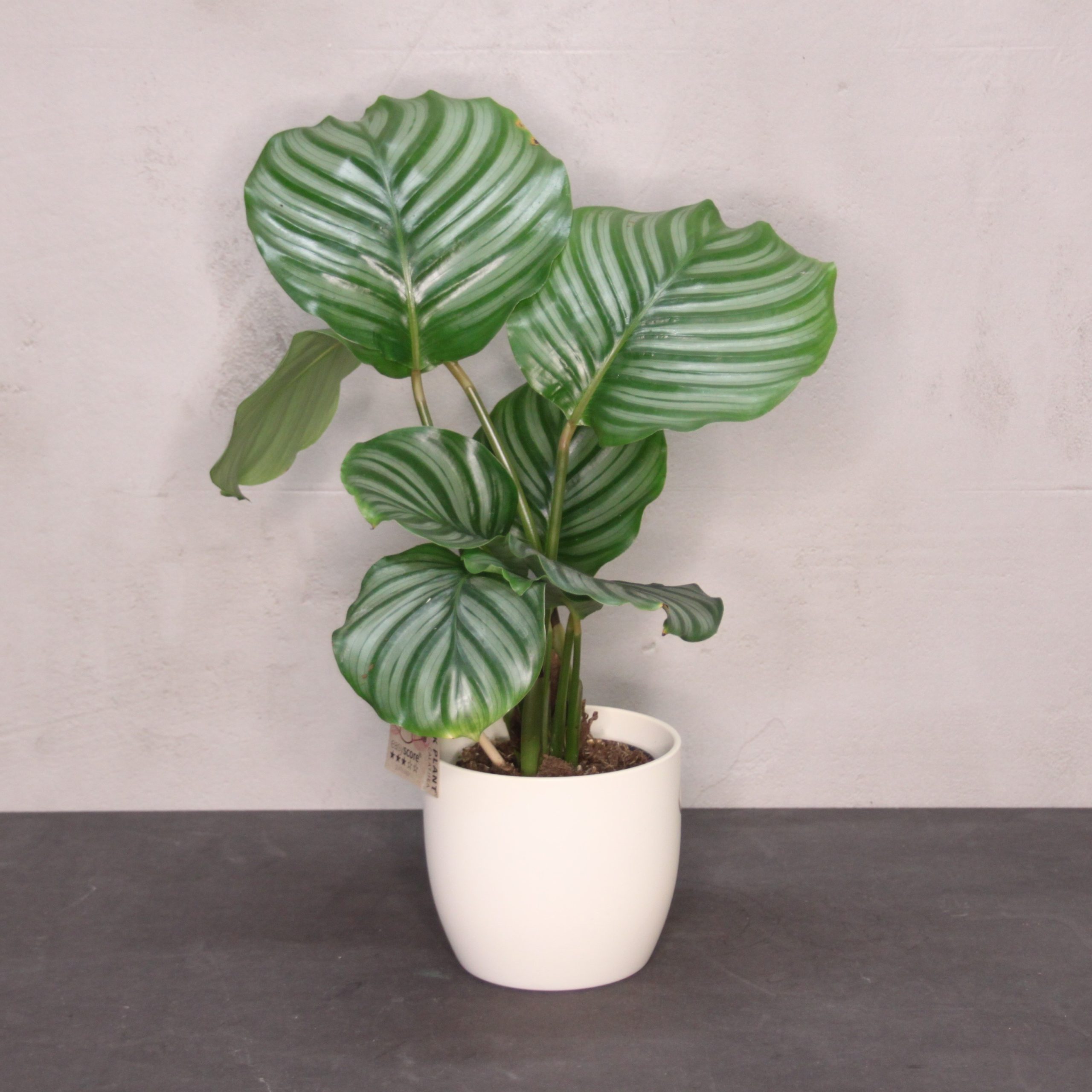 Calathea Orbifolia 4518