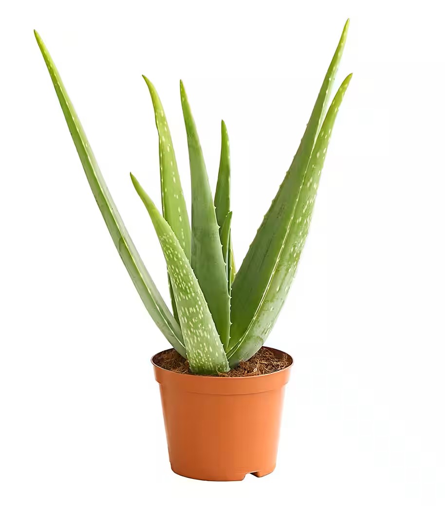 Aloe-vera Aloe vera im Topf