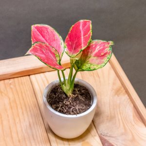 Aglaonema Pinky Promise