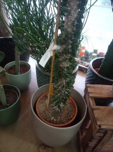 Alluaudia procera im Topf