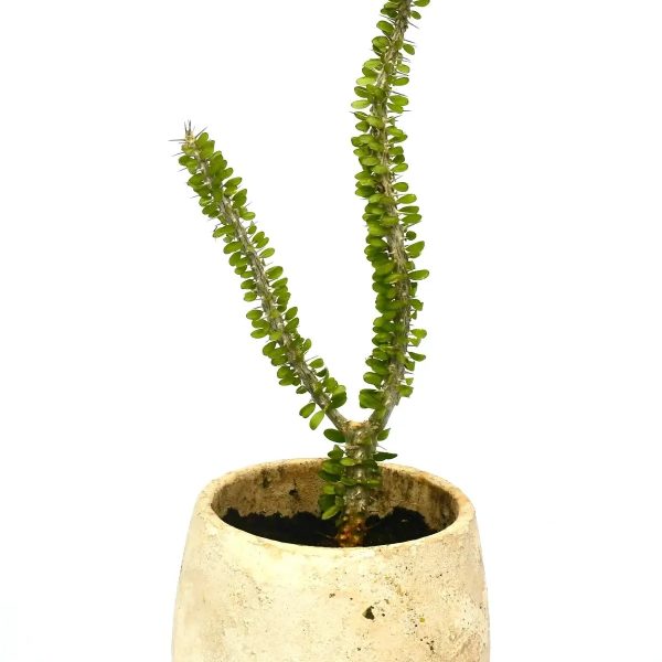 kirschlorbeer 180 Portugiesischer Kirschlorbeer Angustifolia Höhe 160-180 cm Ballenware main image 0