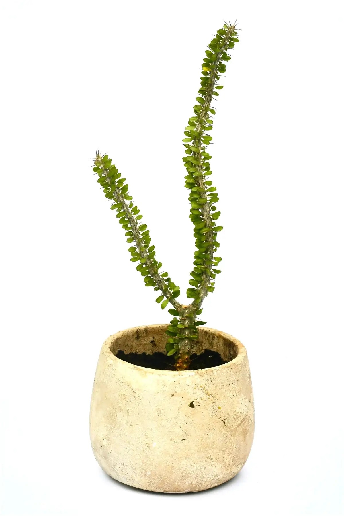 alluaudia-procera-topf Alluaudia procera im Topf