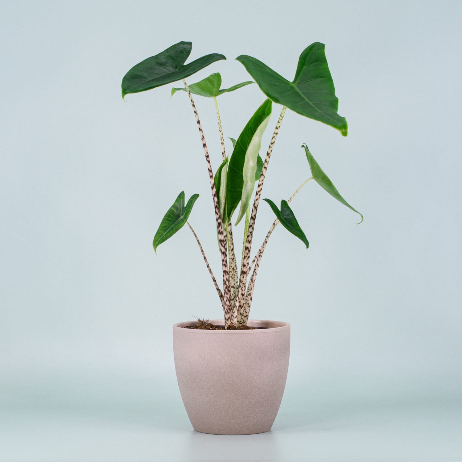 alocasia-zebrina Alocasia zebrina im Topf