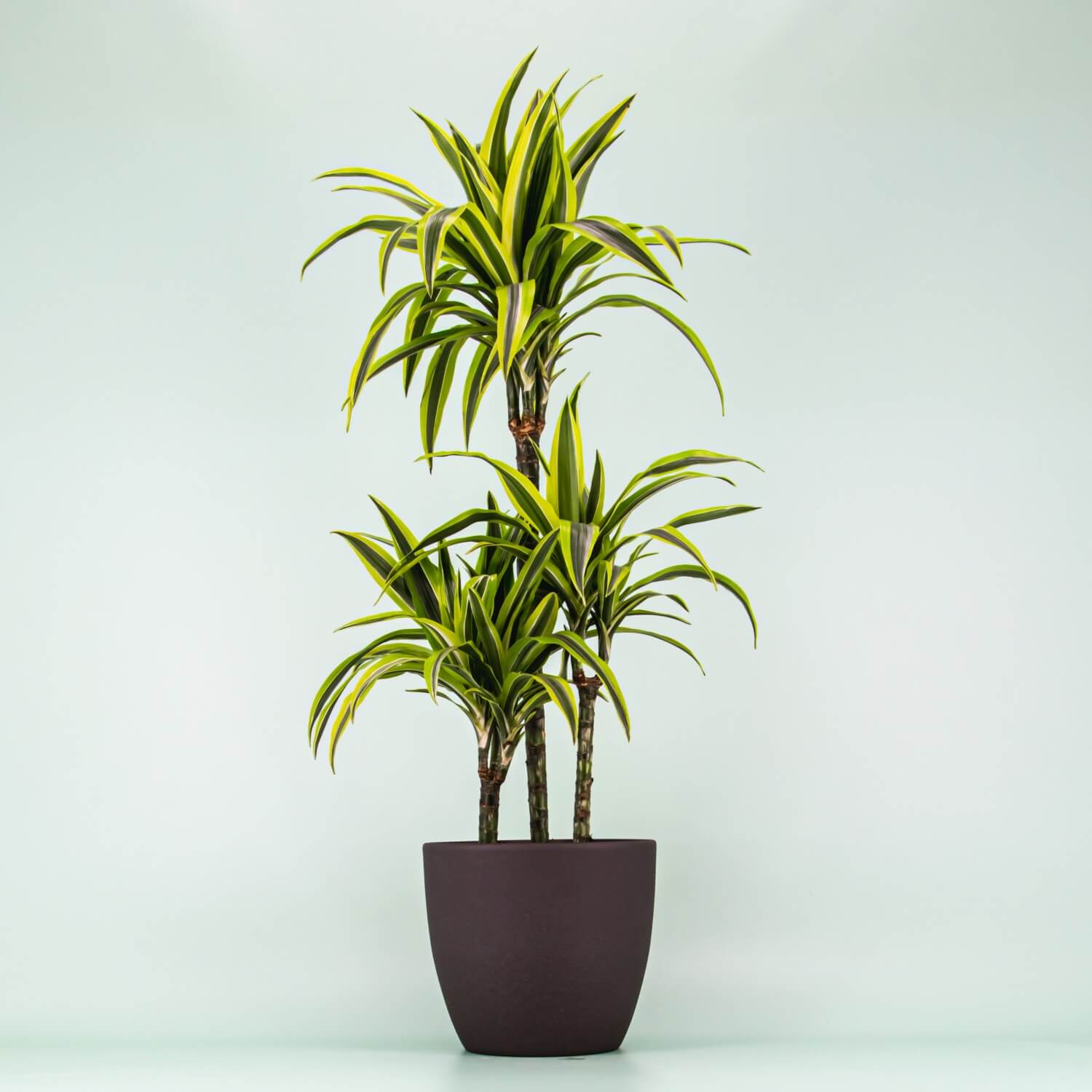 dracaena-lemon-lime Dracaena lemon lime im Topf