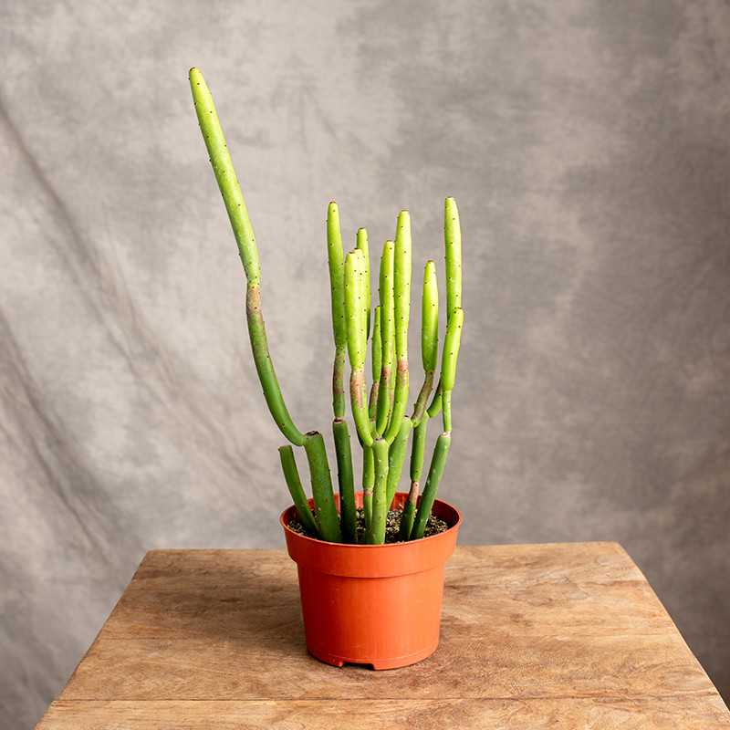 euphorbia-cedrorum Euphorbia cedrorum im Topf