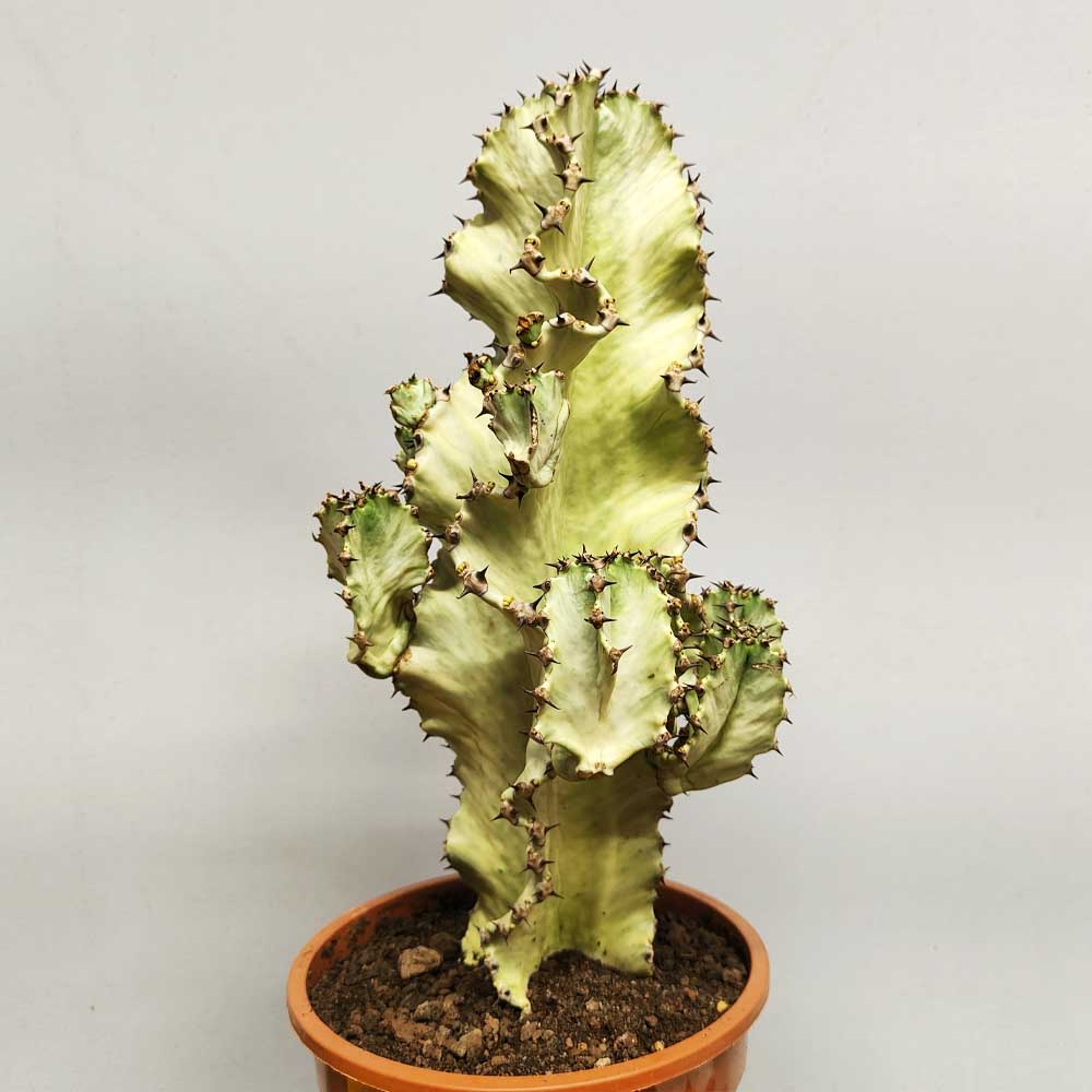 euphorbia-ingens-variegata Euphorbia ingens variegata im Topf