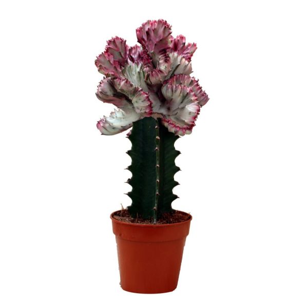 Euphorbia ingens - Blumen Weyer