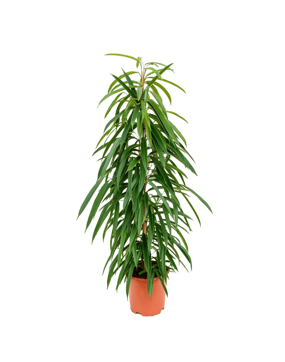 ficus-alii Bild kleinen Ficus Alii Baum