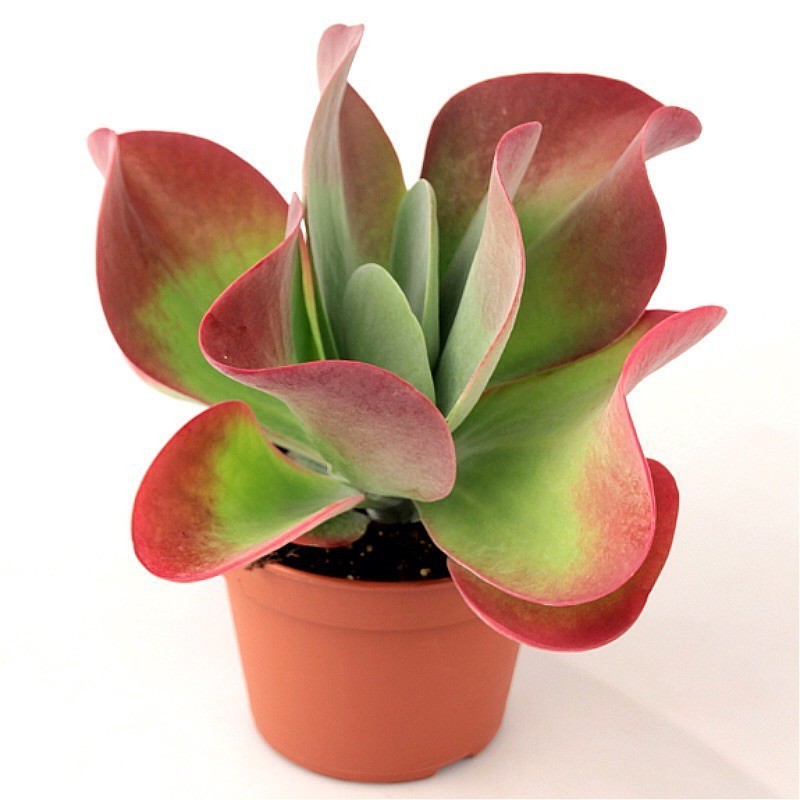 kalanchoe-thyrsiflora Kalanchoe thyrsiflora im Blumentopf