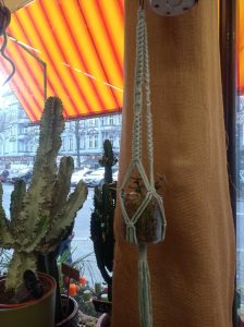 Sukkulente Pflanze in hängender Makramee Blumenampel