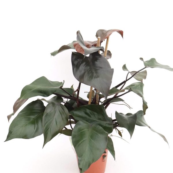 Philodendron Squamiferum - Blumen Weyer