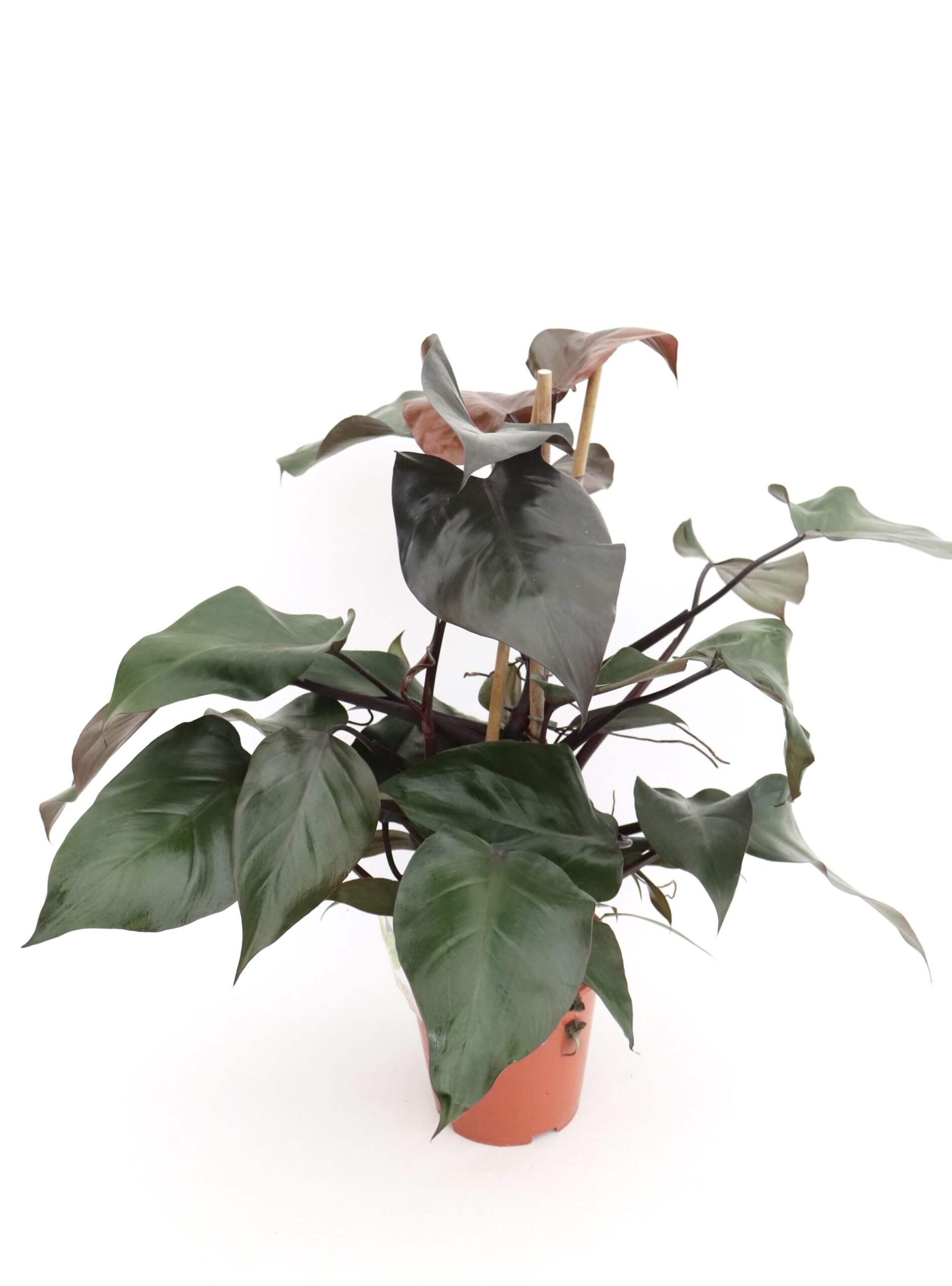 philodendron-purple-congo-grosser Philodendron purple congo im Topf