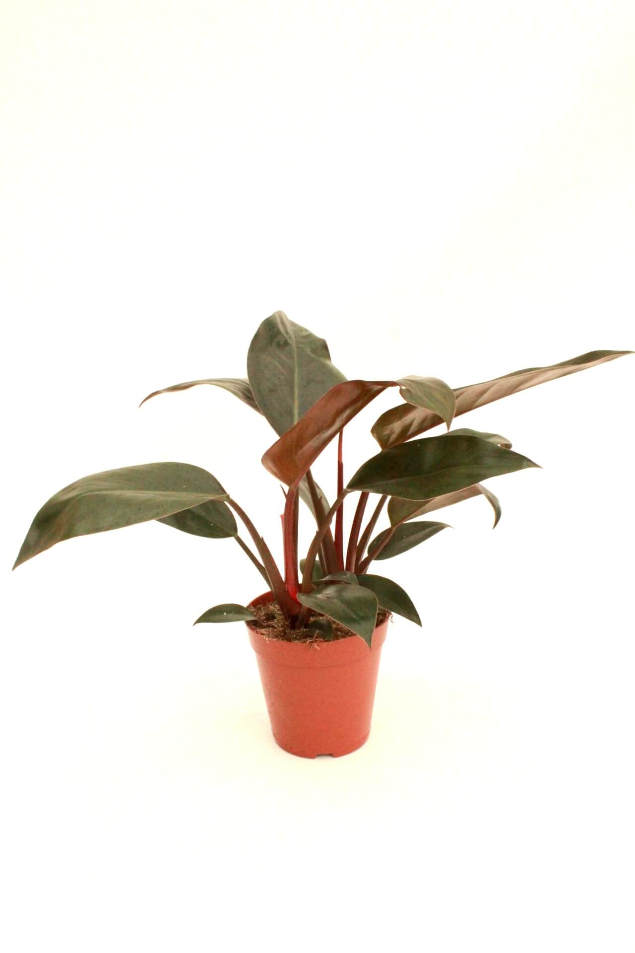 philodendron-purple-congo Kleiner philodendron purple congo im Topf