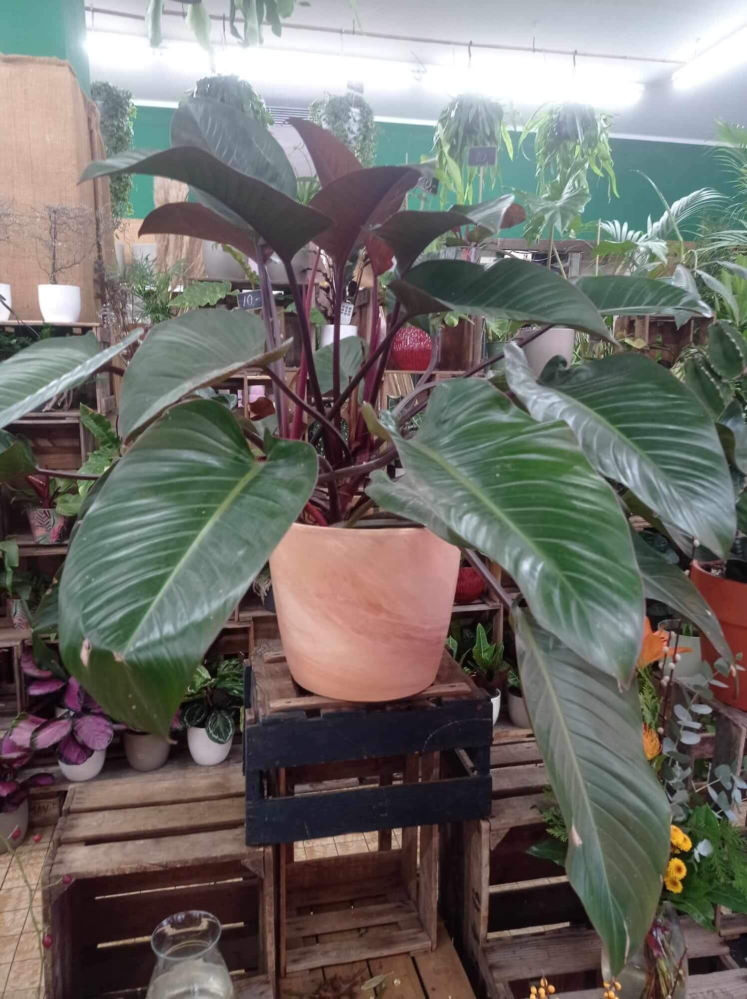 philodendron Große Philodendron im Topf auf eine Holzkiste
