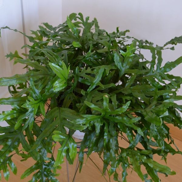 zimmerpflanze zwergpfeffer Peperomia Angulata 'Rocca Vivace' – Zwergpfeffer – Zimmerpflanze im main image 1