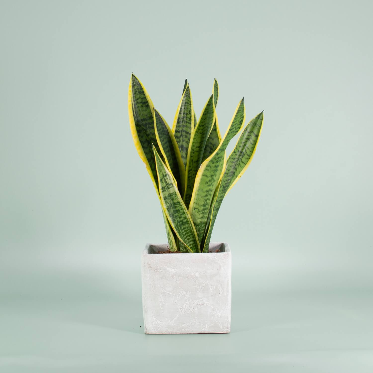 sansevieria-trifasciata-laurentii Sansevieria trifasciata Bogenhaft im Topf
