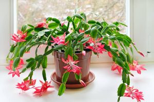 Weihnachtskaktus (Schlumbergera) in Topf