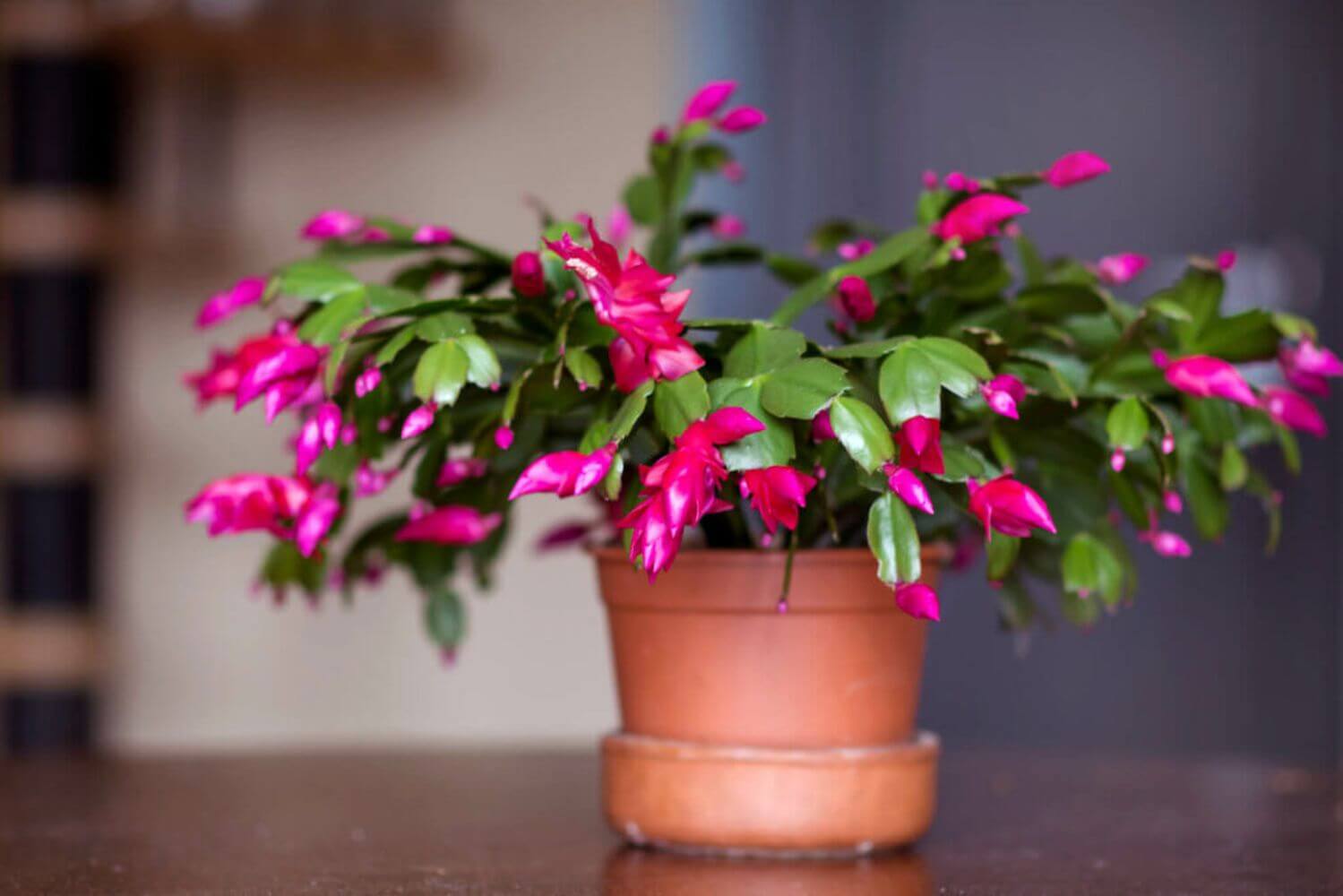 weihnachstkaktus-schlumbergera Weihnachtskaktus mit pink Blumen im Tontopf