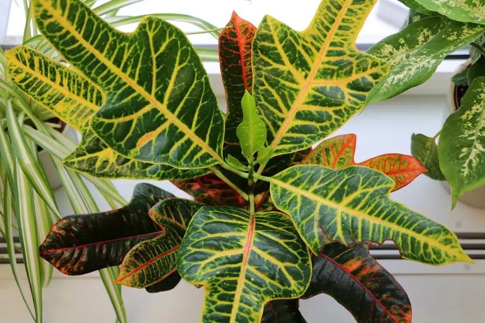 wunderstrauch-croton Wunderstrauch (Codiaeum variegatum) Blätter in vielen Farben: Gelb, Rot, Orange, Grün