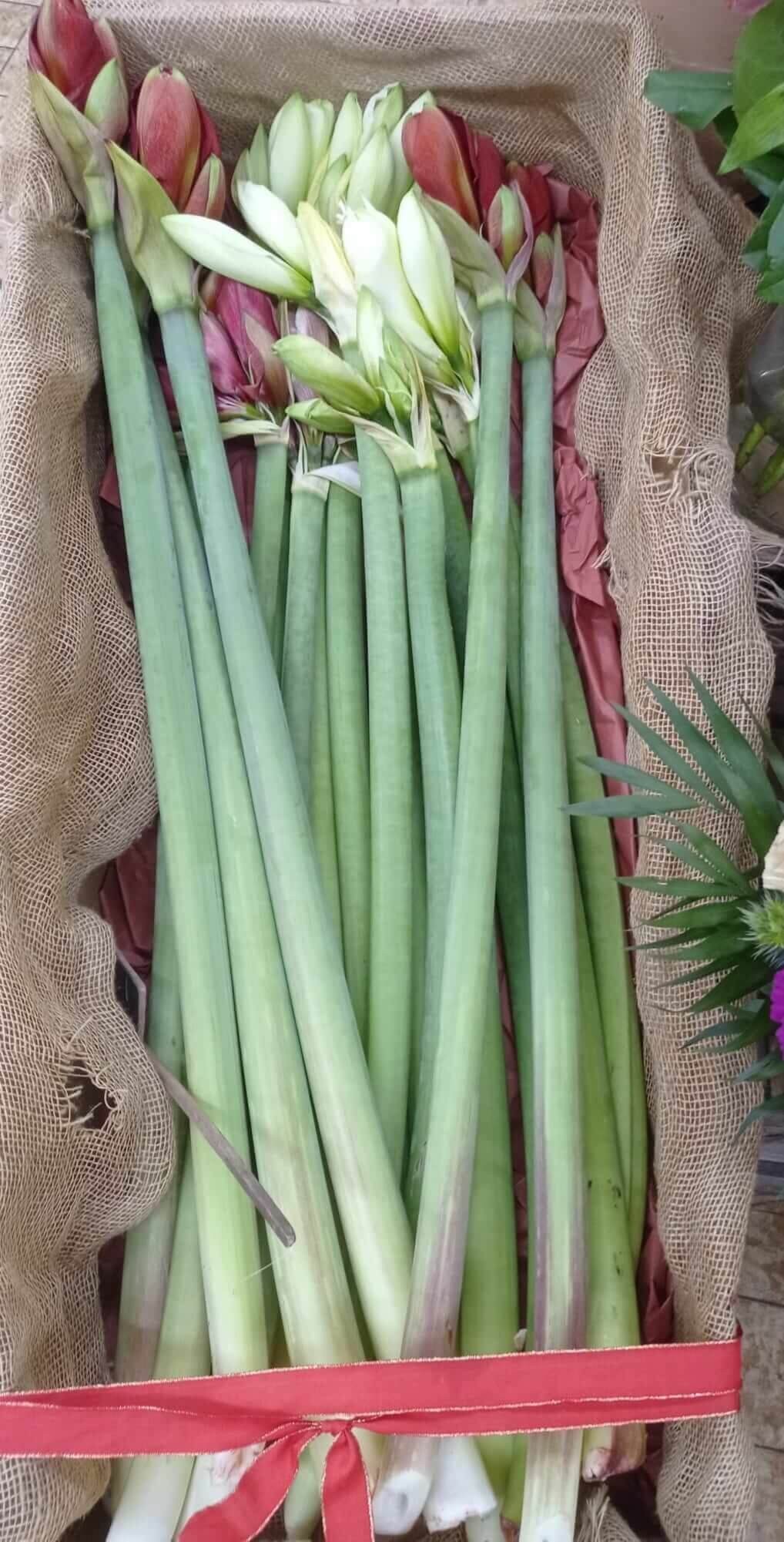 amaryllis-mix verschiedene geschnittene Amaryllis, erhältlich in drei Farben: rot, weiß und in einer Mischung aus rot und weiß