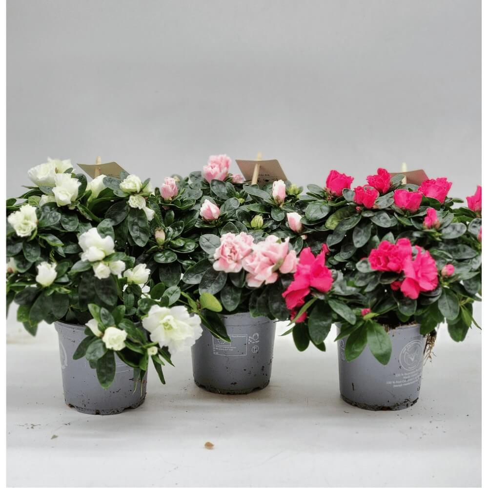 azaleen Indische Azaleen in kleine Töpfe, in weiß, hellrosa und rot