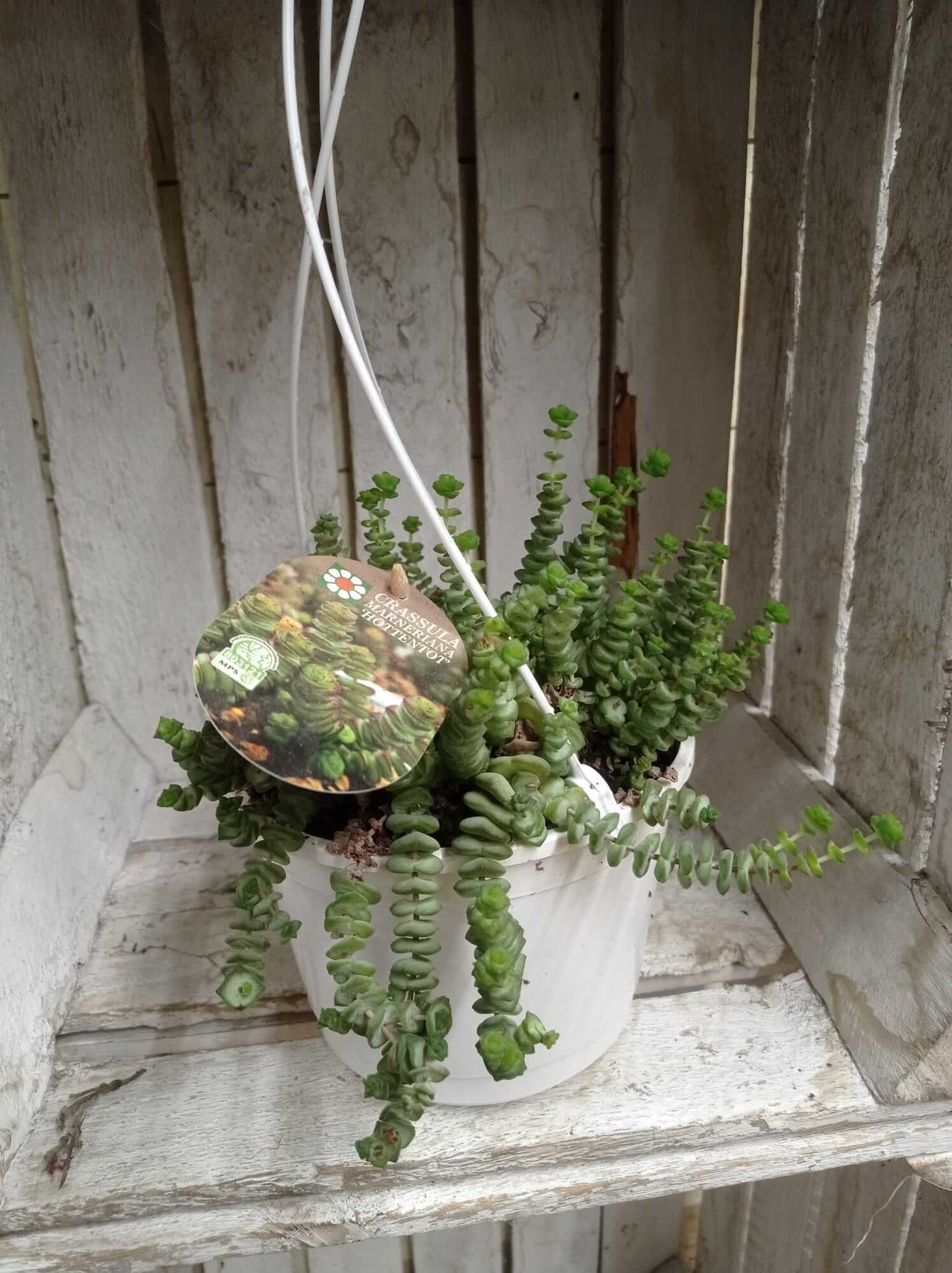 crassula-rupestris-felsen-dickblatt Crassula Rupestris in Hängetopf