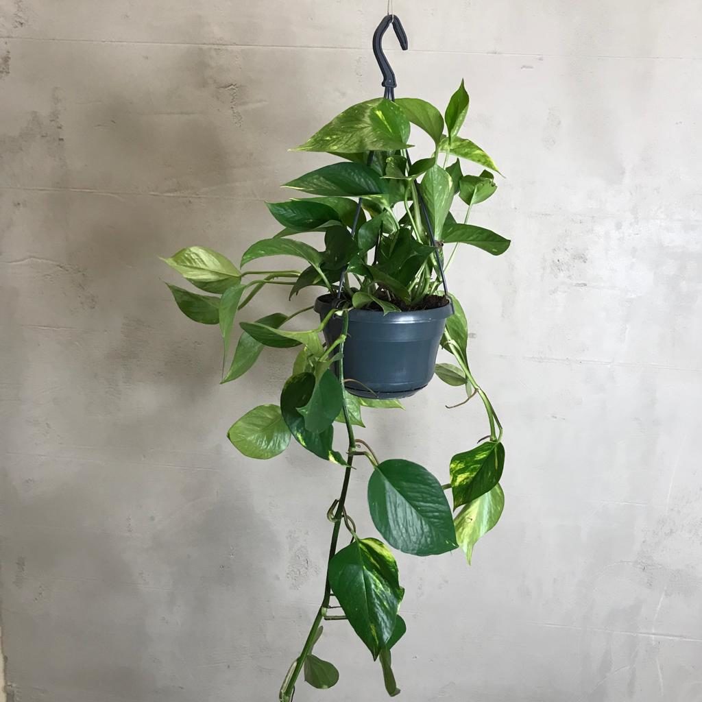 efeutute-golden-pothos Efeutute Golden Pothos in Hängetopf