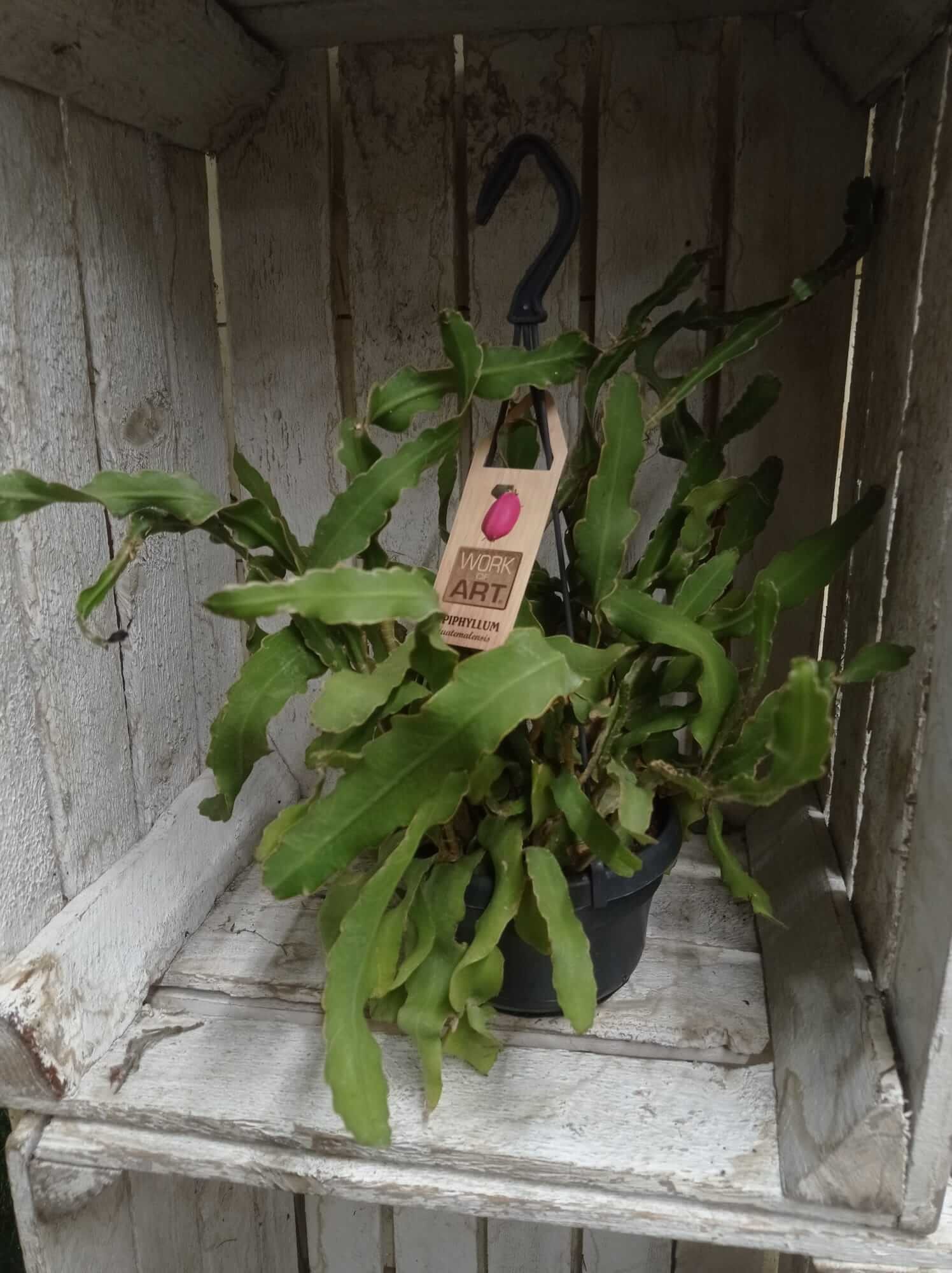 epiphyllium-guatemalensis Epiphyllium guatemalensis in Hängetopf