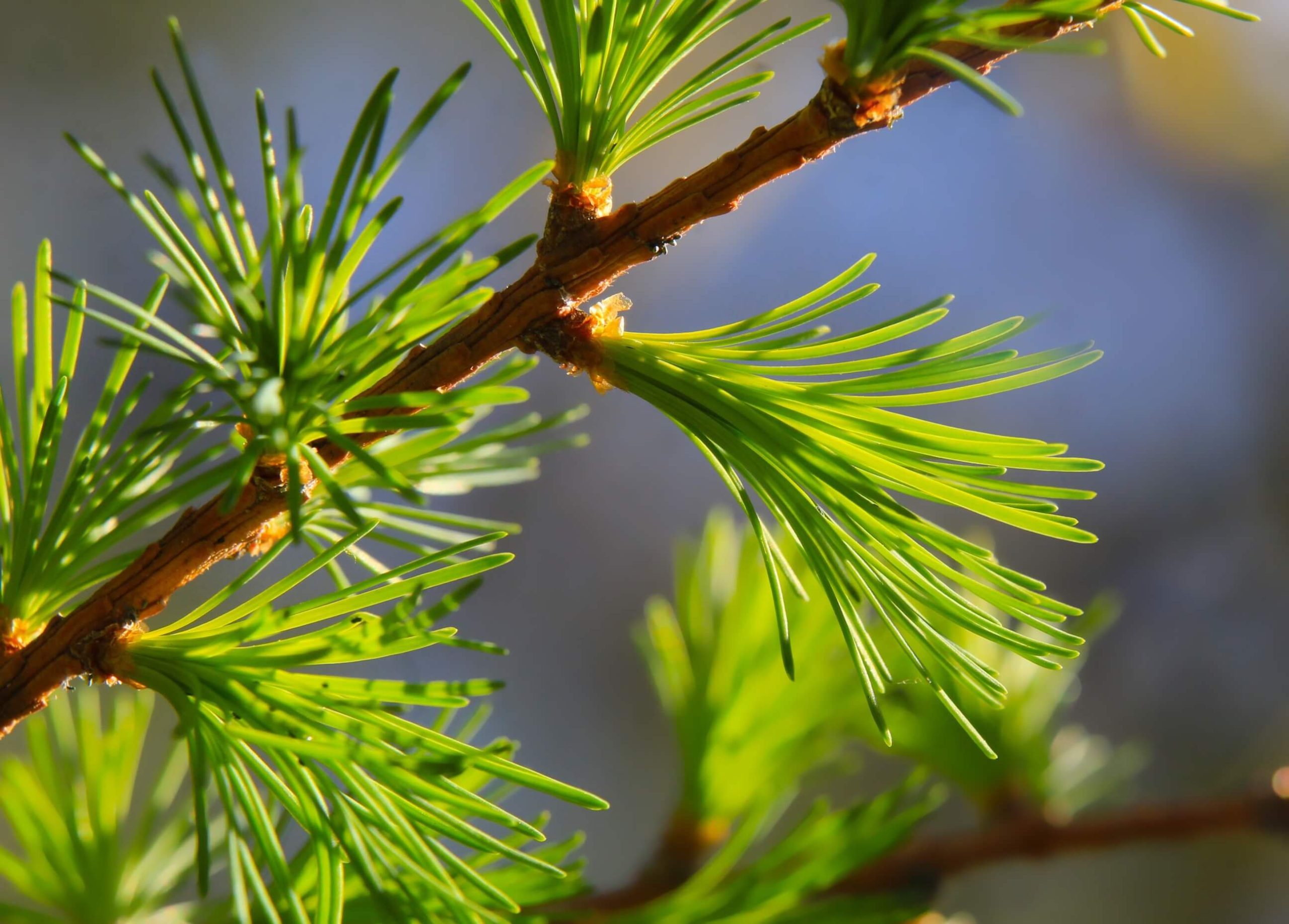 kiefernzweige Kiefernzweigen