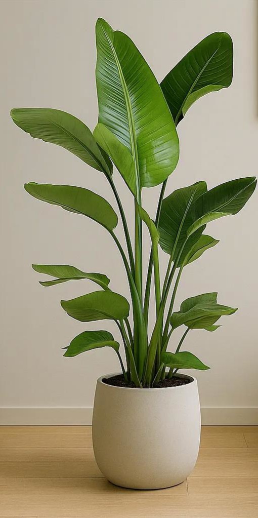 strelitzie-paradiesvogelblume Paradiesvogelblume im Blumentopf