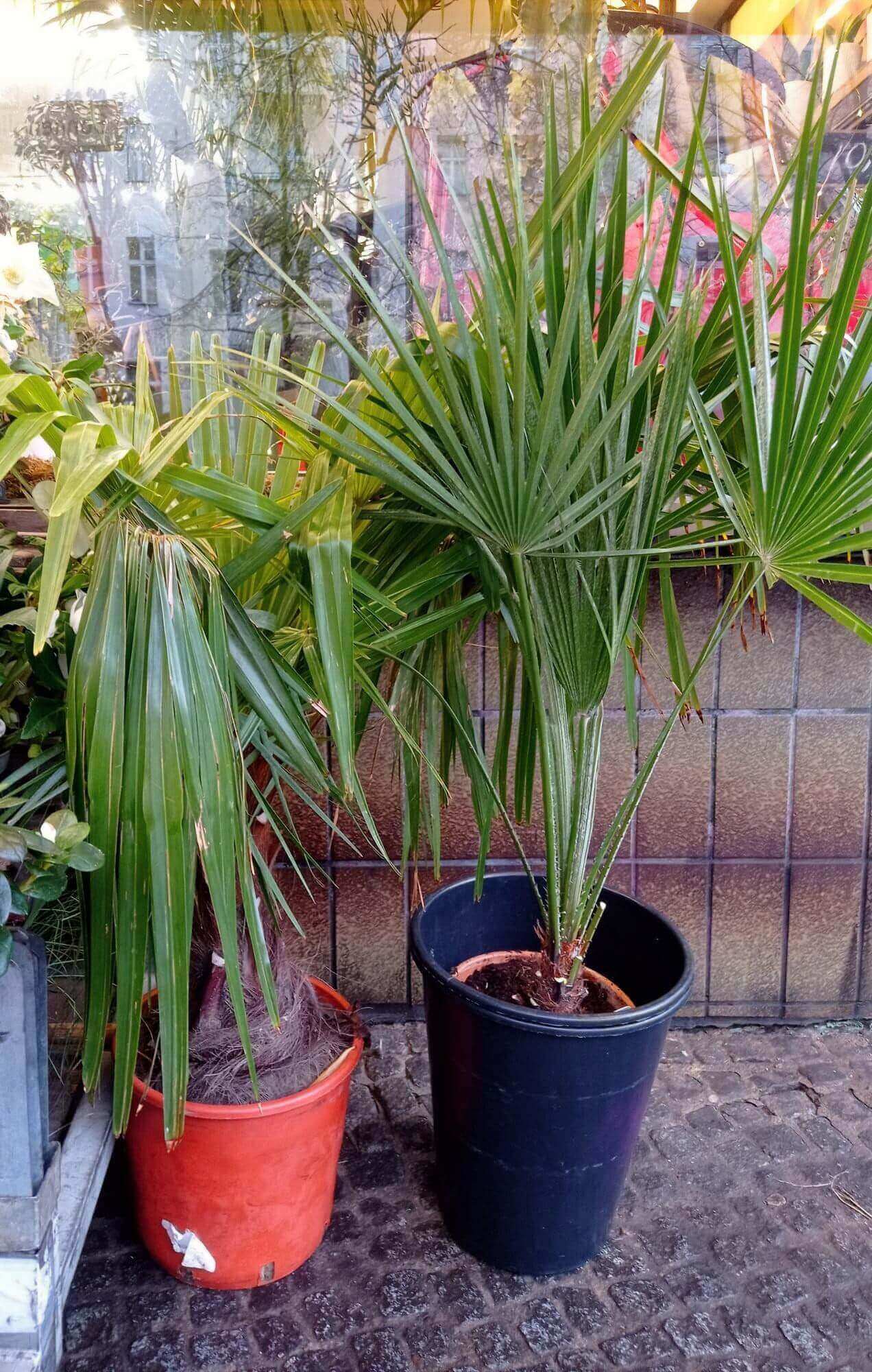 trachycarpus-fortunei Zwei Palmen von Trachycarpus Fortunei im Topf