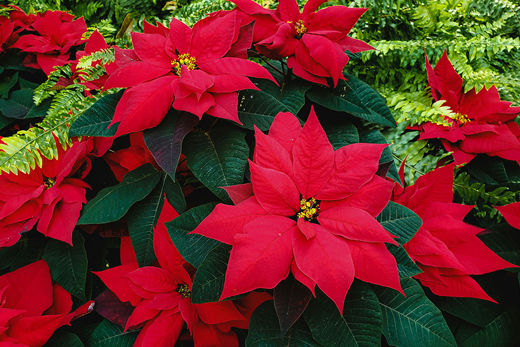 weihnachtsstern Verschiedene Weihnachtssterne