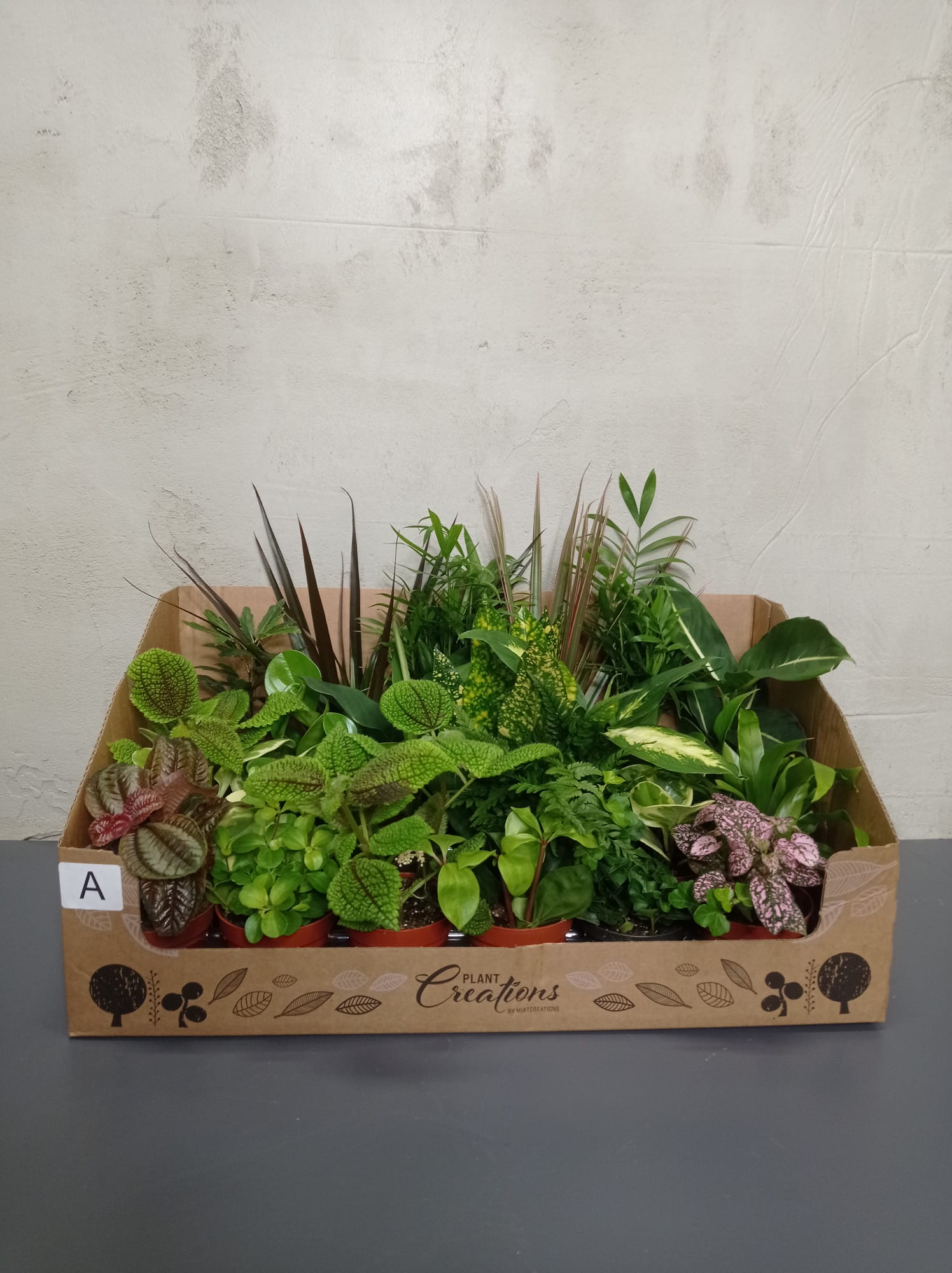 ableger Verschiedene Baby Pflanzen in Karton