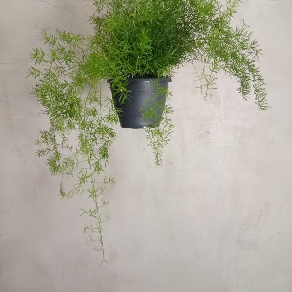 Kategorie: Zimmerpflanzen - Blumen Weyer