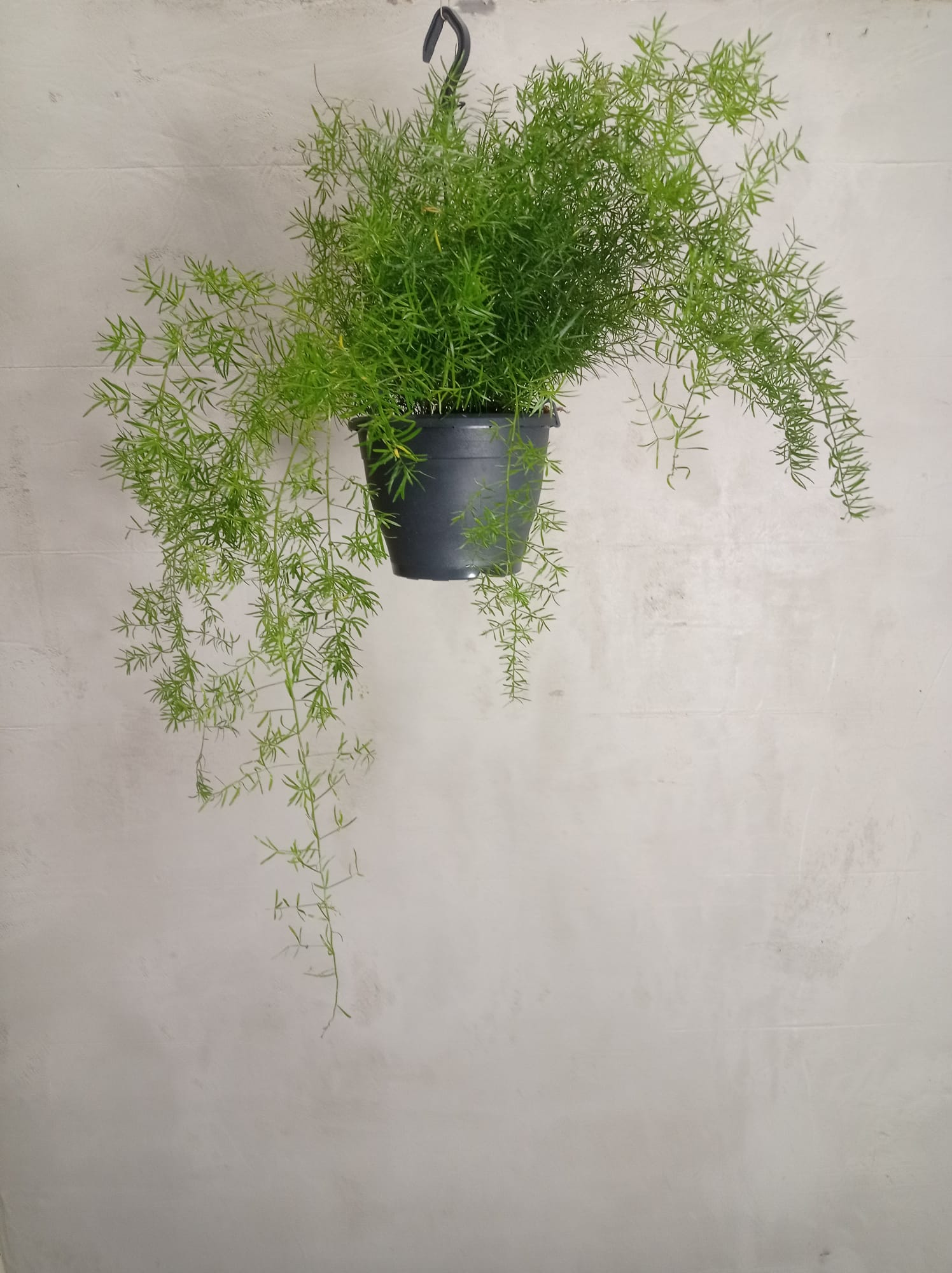 asparagus-densiflorus-zierspargel-haengende Asparagus densiflorus in einem hängenden Topf