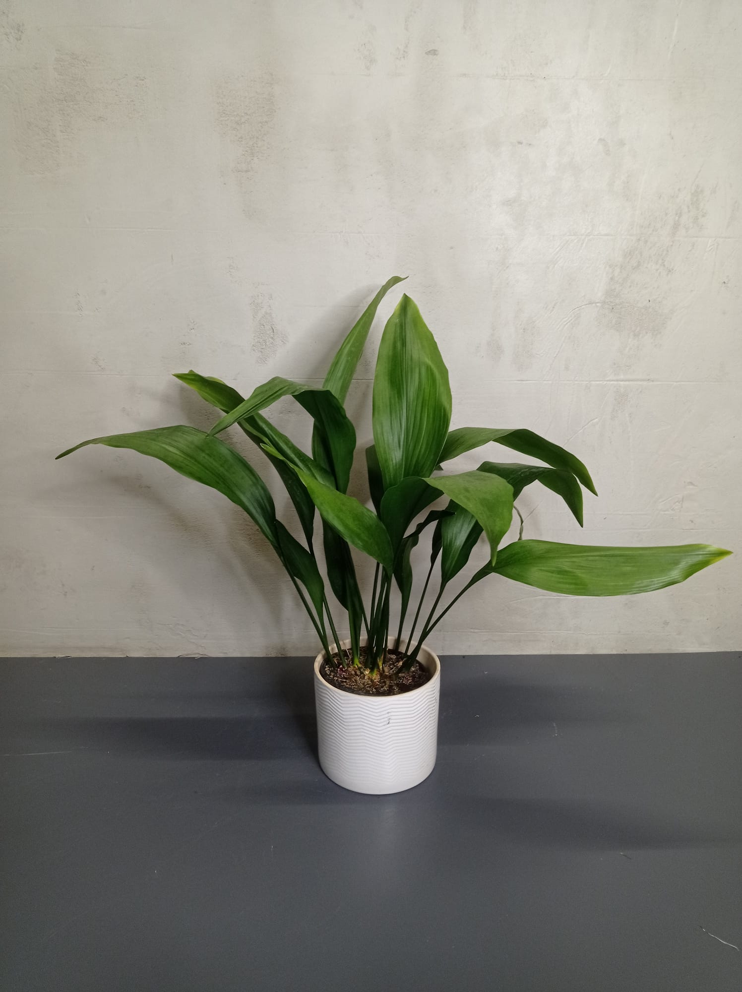 aspidistra elatior große Eisenpflanze in weißem Topf