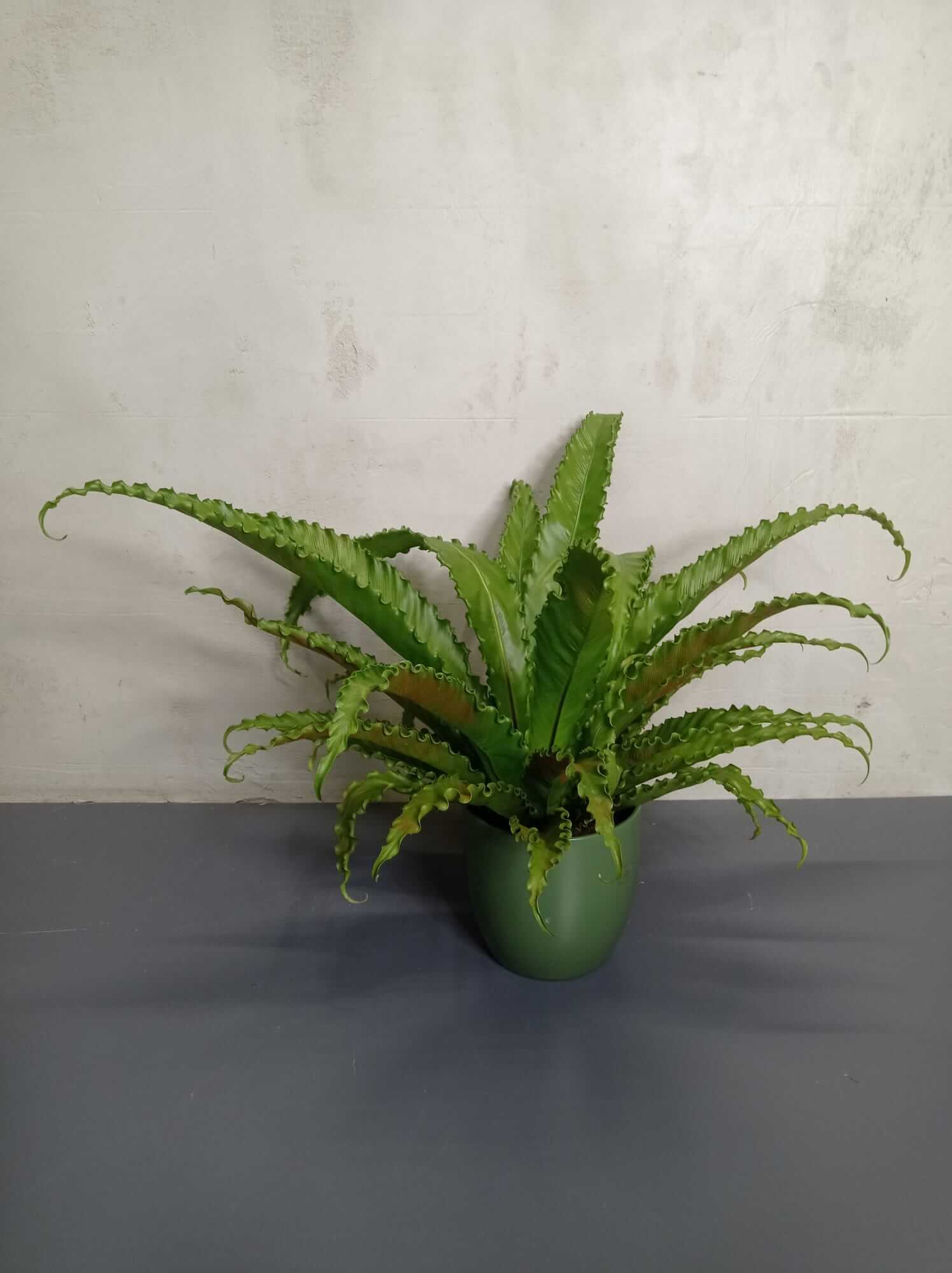 asplenium-antiquum-osaka Japanischer Nestfarn in grüner Vase