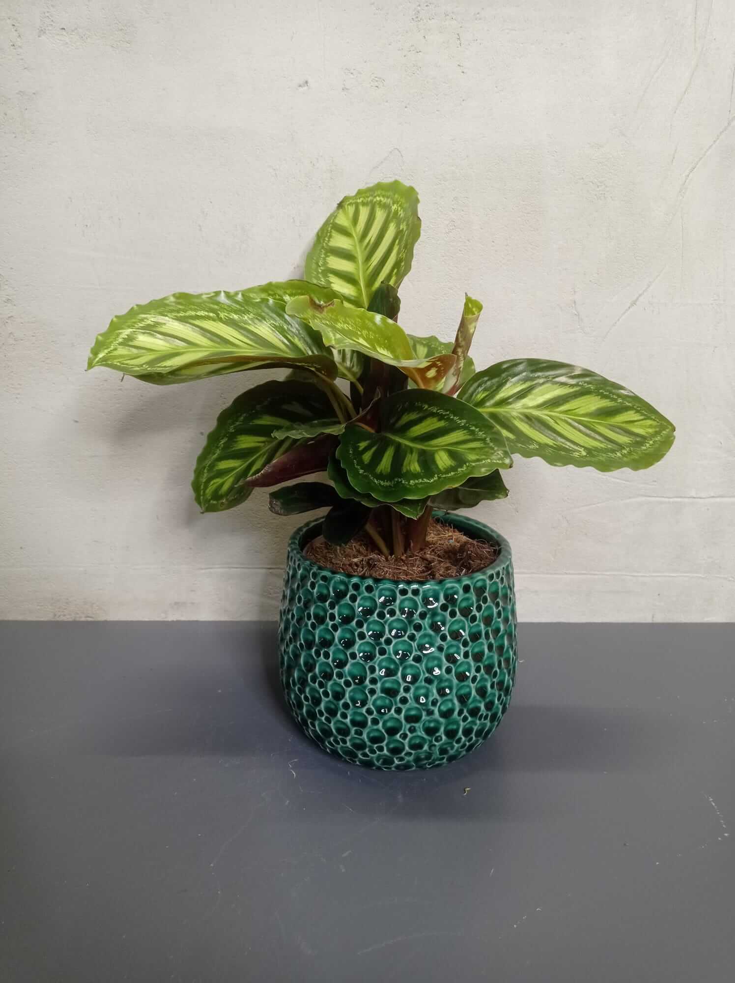 calathea-makoyana Calathea Makoyana in einem grünen Topf