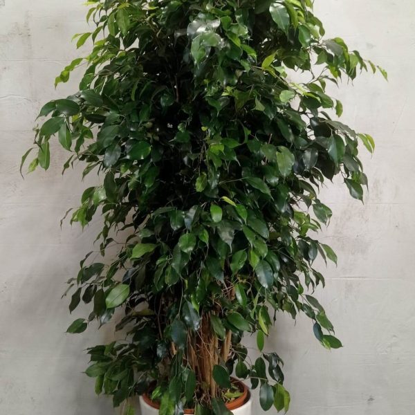 Dracaena fragrans Burley - Blumen Weyer