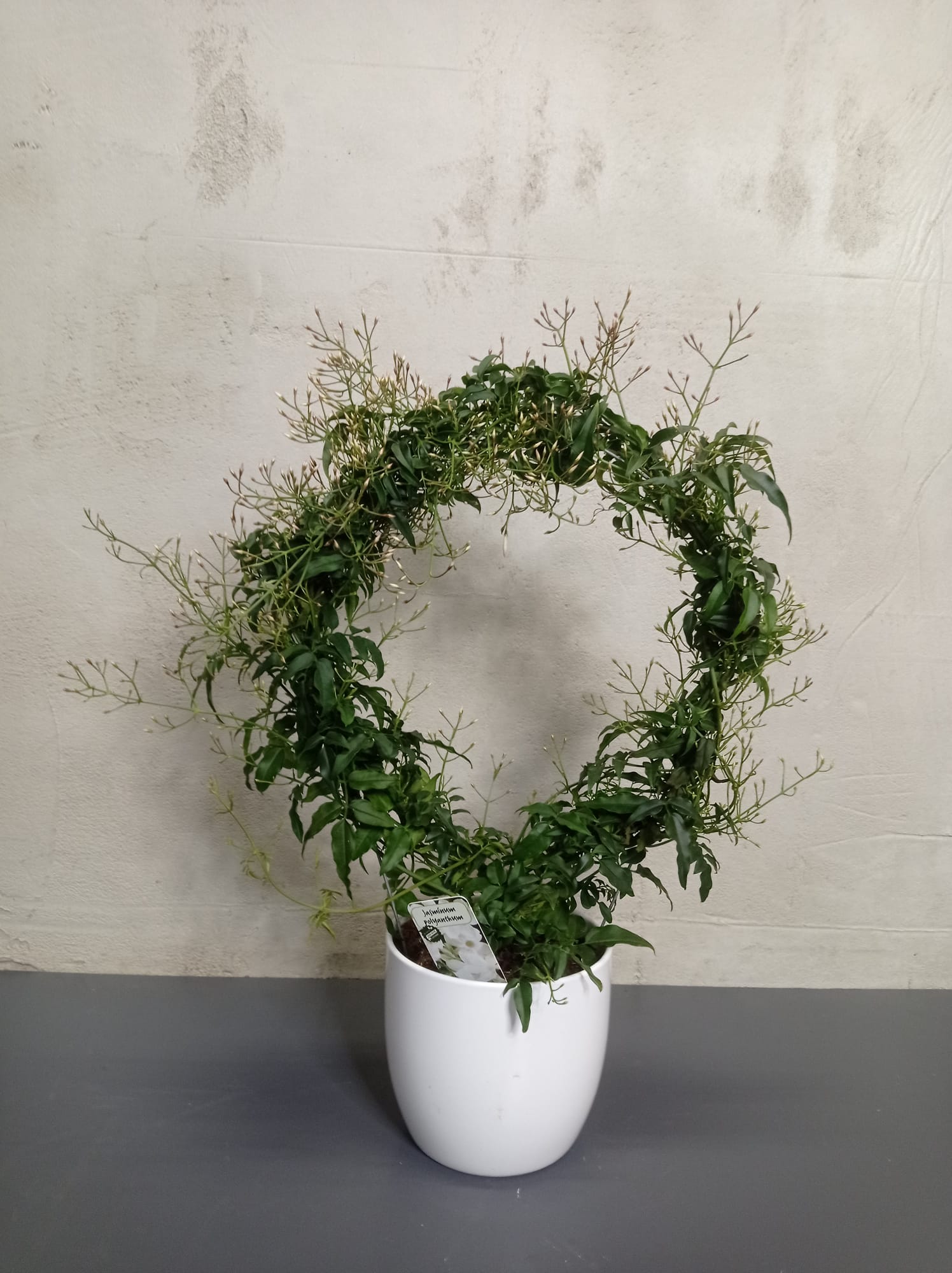 jasmin Jasmin polianthum kreisförmig