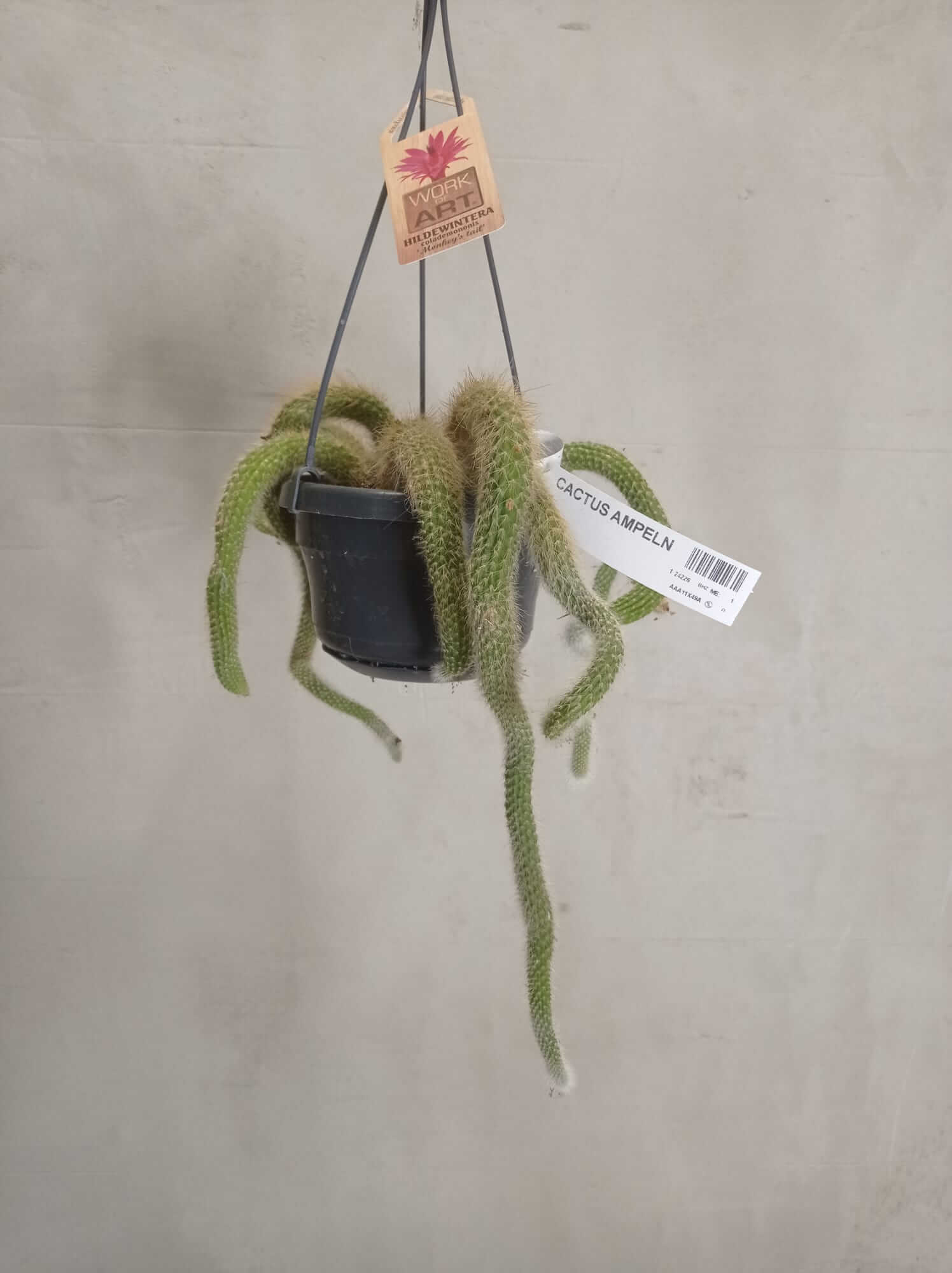 moneys-tail Monkey's tail im Hängende Topf