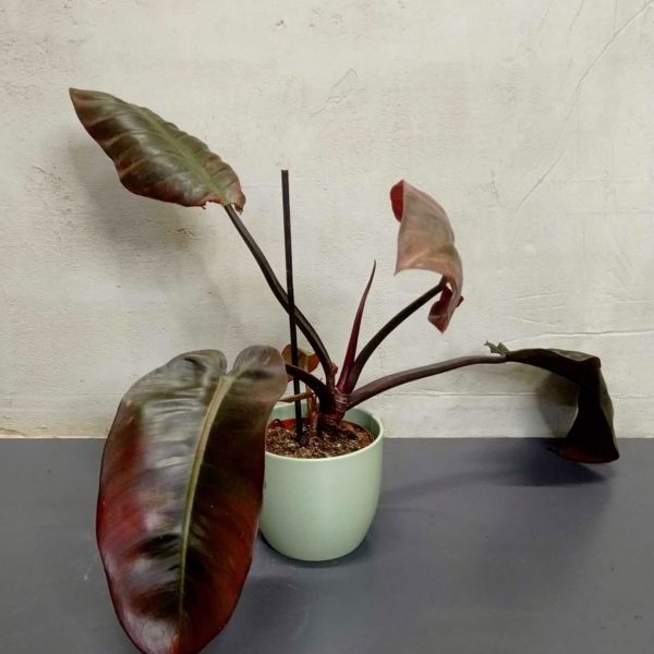 eibe online shop Taxus baccata main image 0