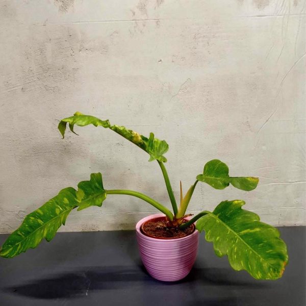 Philodendron Imperial Red - Blumen Weyer