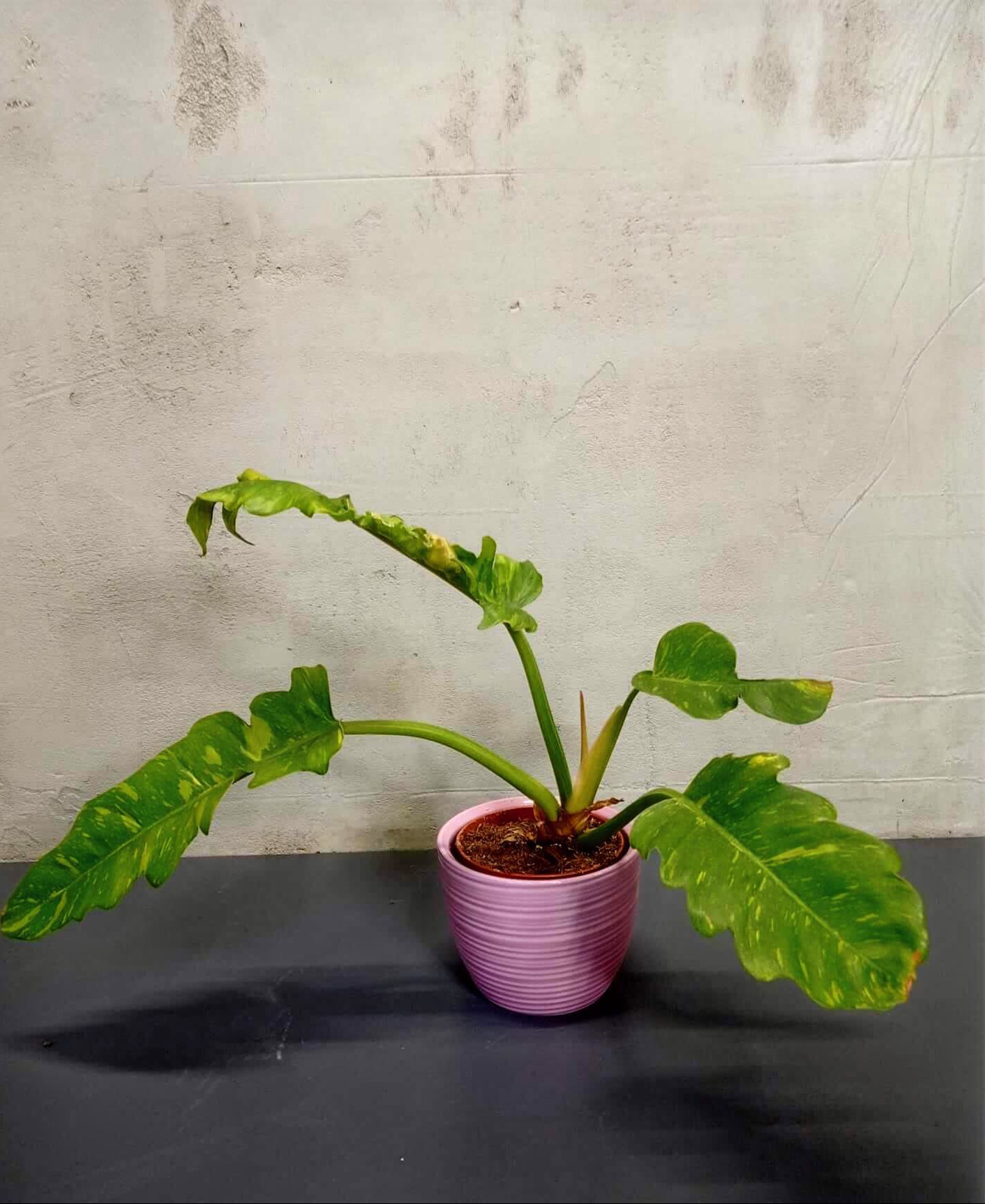 philodendron-ring-of-fire Philodendron ring of fire im Topf